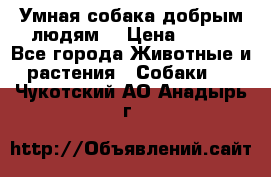 Умная собака добрым людям. › Цена ­ 100 - Все города Животные и растения » Собаки   . Чукотский АО,Анадырь г.